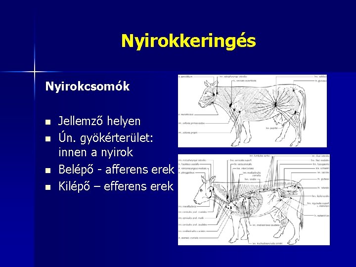 Nyirokkeringés Nyirokcsomók n n Jellemző helyen Ún. gyökérterület: innen a nyirok Belépő - afferens