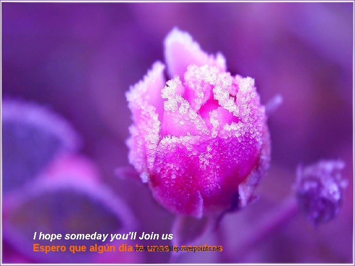I hope someday you’ll Join us Espero que algún día www. vitanoblepowerpoints. net te