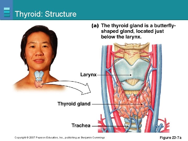 Thyroid: Structure Copyright © 2007 Pearson Education, Inc. , publishing as Benjamin Cummings Figure