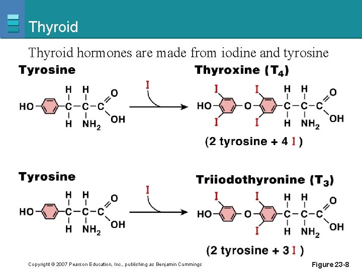 Thyroid hormones are made from iodine and tyrosine Copyright © 2007 Pearson Education, Inc.