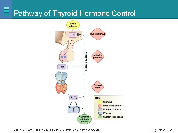 Pathway of Thyroid Hormone Control Copyright © 2007 Pearson Education, Inc. , publishing as