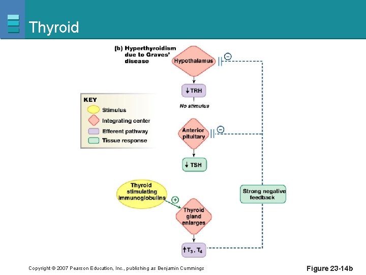Thyroid Copyright © 2007 Pearson Education, Inc. , publishing as Benjamin Cummings Figure 23