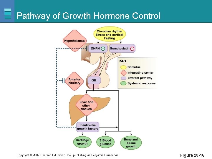 Pathway of Growth Hormone Control Copyright © 2007 Pearson Education, Inc. , publishing as