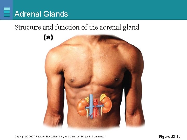 Adrenal Glands Structure and function of the adrenal gland Copyright © 2007 Pearson Education,