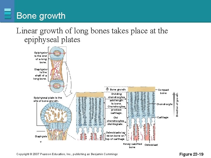 Bone growth Linear growth of long bones takes place at the epiphyseal plates Epiphysis