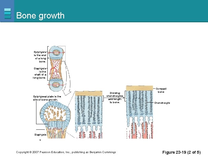 Bone growth Epiphysis is the end of a long bone. Diaphysis is the shaft