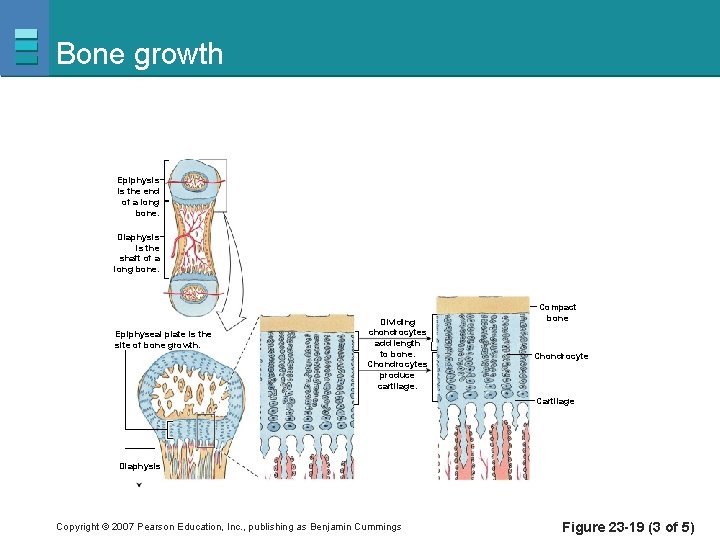 Bone growth Epiphysis is the end of a long bone. Diaphysis is the shaft