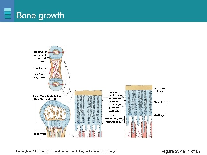 Bone growth Epiphysis is the end of a long bone. Diaphysis is the shaft