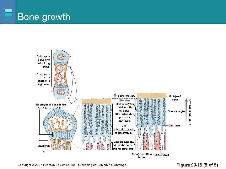 Bone growth Epiphysis is the end of a long bone. Bone growth Epiphyseal plate