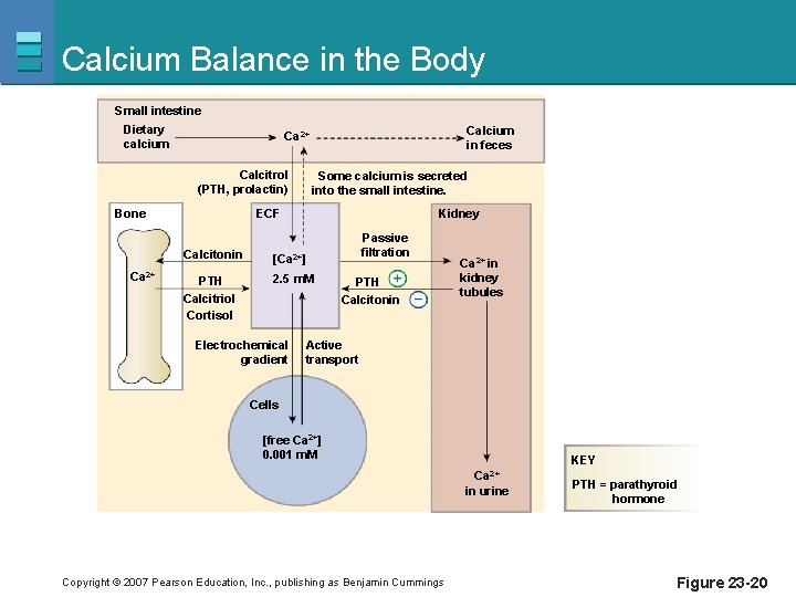 Calcium Balance in the Body Small intestine Dietary calcium Calcitrol (PTH, prolactin) Some calcium