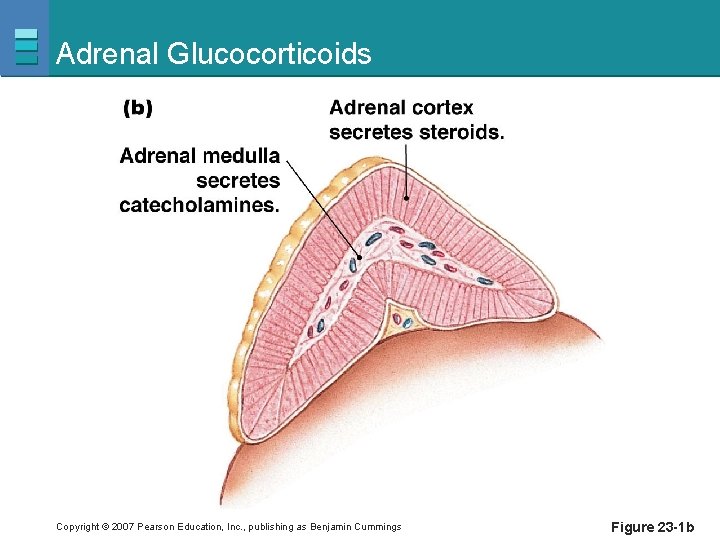 Adrenal Glucocorticoids Copyright © 2007 Pearson Education, Inc. , publishing as Benjamin Cummings Figure