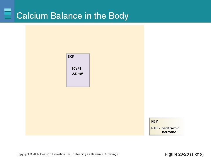 Calcium Balance in the Body ECF [Ca 2+] 2. 5 m. M KEY PTH