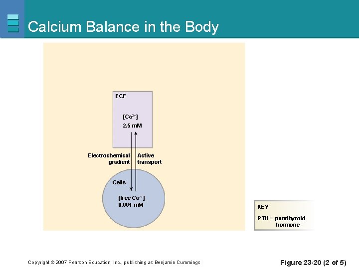 Calcium Balance in the Body ECF [Ca 2+] 2. 5 m. M Electrochemical gradient