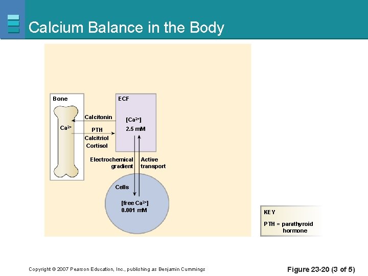 Calcium Balance in the Body ECF Bone Ca 2+ Calcitonin [Ca 2+] PTH Calcitriol