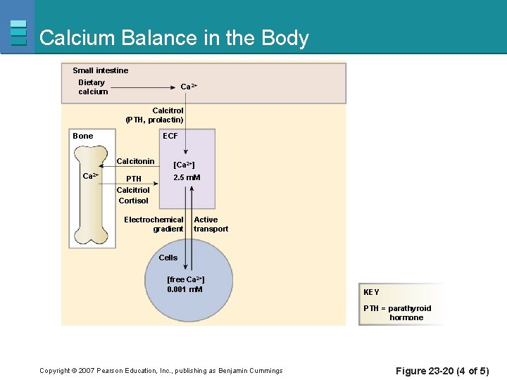 Calcium Balance in the Body Small intestine Dietary calcium Ca 2+ Calcitrol (PTH, prolactin)