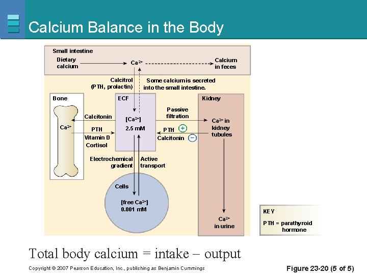 Calcium Balance in the Body Small intestine Dietary calcium Calcitrol (PTH, prolactin) Some calcium