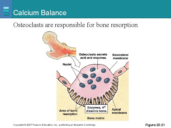Calcium Balance Osteoclasts are responsible for bone resorption Copyright © 2007 Pearson Education, Inc.
