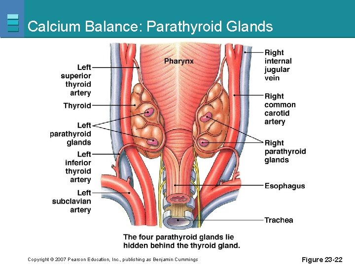 Calcium Balance: Parathyroid Glands Copyright © 2007 Pearson Education, Inc. , publishing as Benjamin