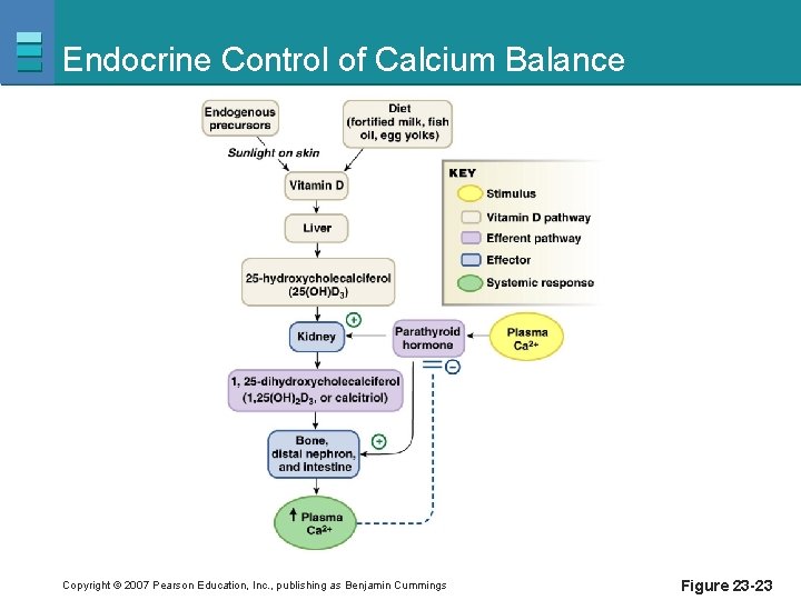 Endocrine Control of Calcium Balance Copyright © 2007 Pearson Education, Inc. , publishing as