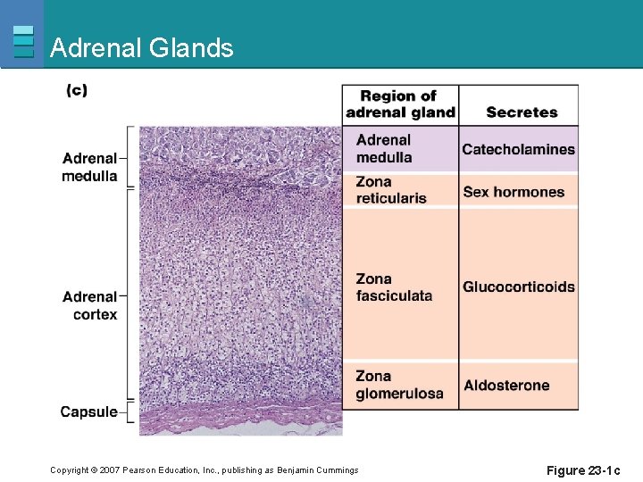 Adrenal Glands Copyright © 2007 Pearson Education, Inc. , publishing as Benjamin Cummings Figure
