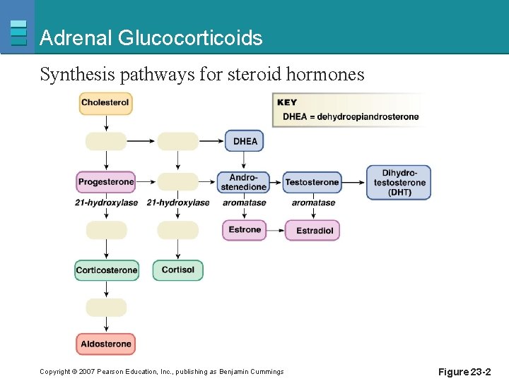 Adrenal Glucocorticoids Synthesis pathways for steroid hormones Copyright © 2007 Pearson Education, Inc. ,