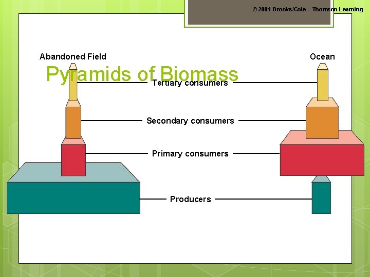 © 2004 Brooks/Cole – Thomson Learning Abandoned Field Ocean Pyramids of Biomass Tertiary consumers
