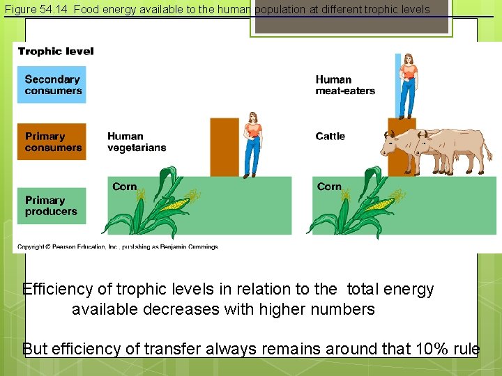 Figure 54. 14 Food energy available to the human population at different trophic levels