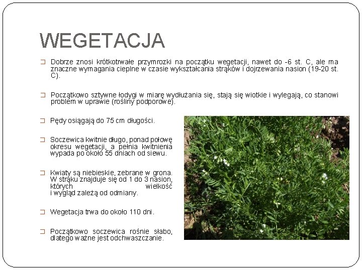 WEGETACJA � Dobrze znosi krótkotrwałe przymrozki na początku wegetacji, nawet do -6 st. C,