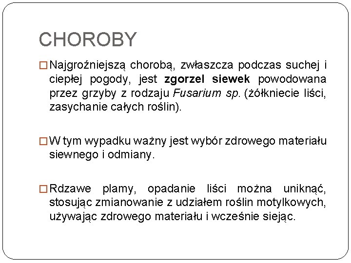 CHOROBY � Najgroźniejszą chorobą, zwłaszcza podczas suchej i ciepłej pogody, jest zgorzel siewek powodowana