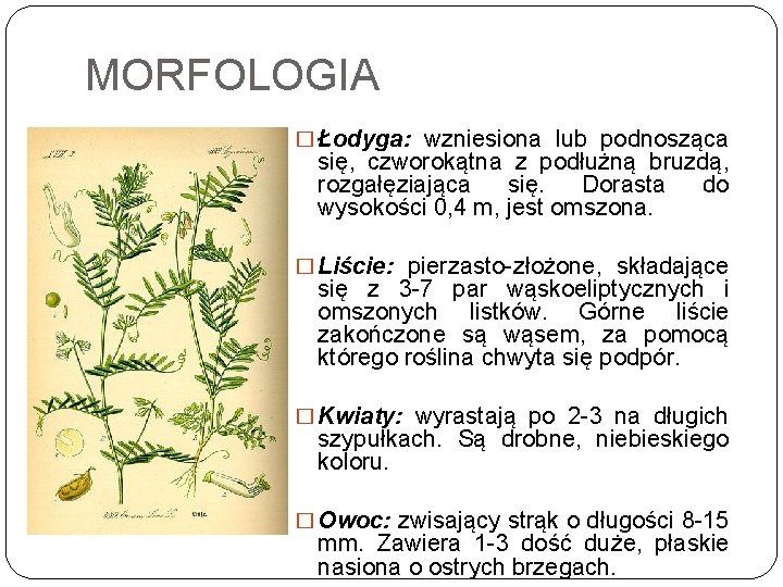 MORFOLOGIA � Łodyga: wzniesiona lub podnosząca się, czworokątna z podłużną bruzdą, rozgałęziająca się. Dorasta