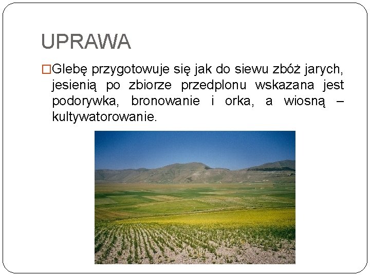 UPRAWA �Glebę przygotowuje się jak do siewu zbóż jarych, jesienią po zbiorze przedplonu wskazana