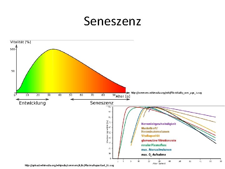Seneszenz http: //commons. wikimedia. org/wiki/File: Vitality_vers_age_1. svg 26 http: //upload. wikimedia. org/wikipedia/commons/8/8 c/Maximalkapazitaet_01. svg