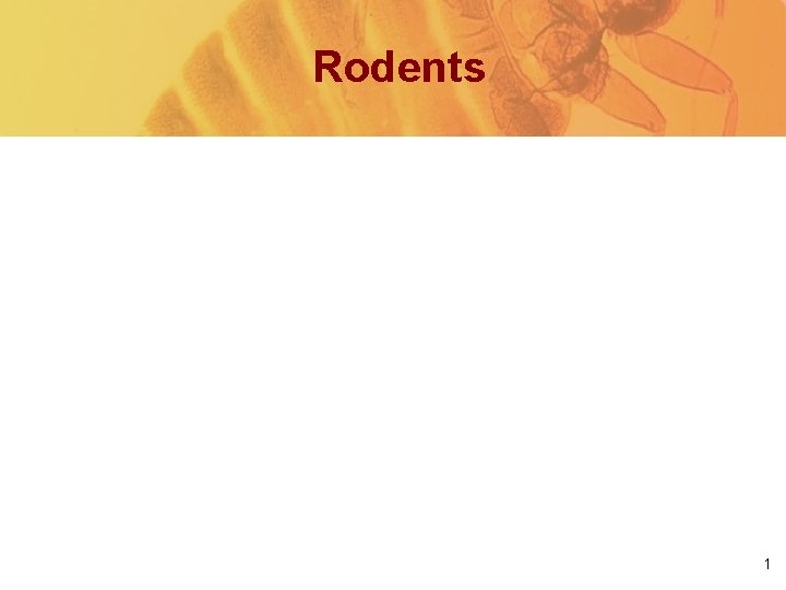 Rodents 1 