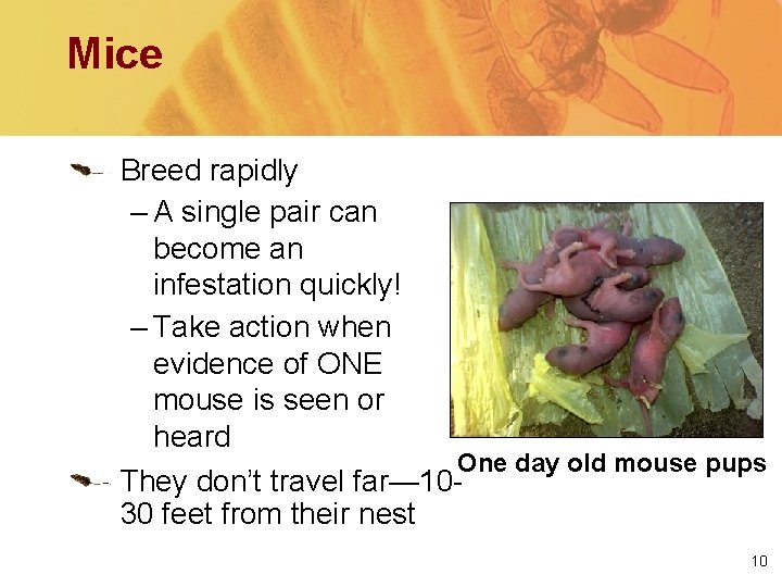 Mice Breed rapidly – A single pair can become an infestation quickly! – Take