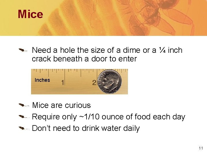 Mice Need a hole the size of a dime or a ¼ inch crack