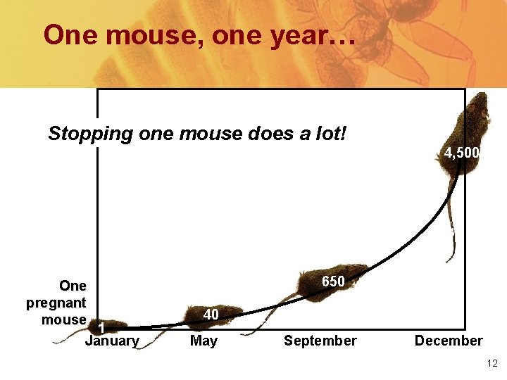 One mouse, one year… Stopping one mouse does a lot! 4, 500 One pregnant