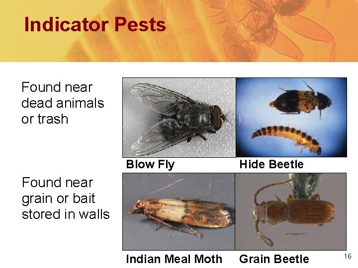 Indicator Pests Found near dead animals or trash Blow Fly Hide Beetle Indian Meal