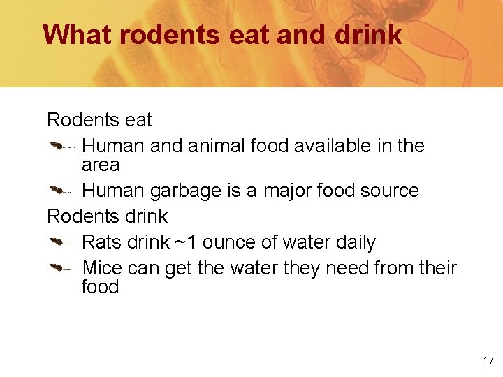 What rodents eat and drink Rodents eat Human and animal food available in the