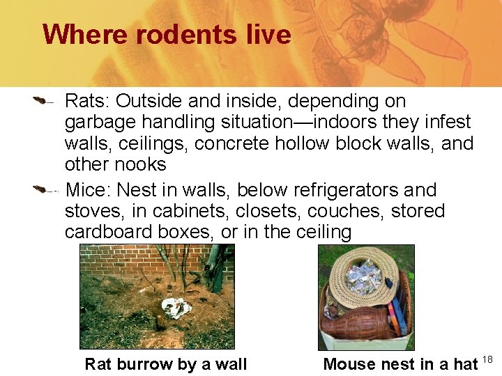 Where rodents live Rats: Outside and inside, depending on garbage handling situation—indoors they infest