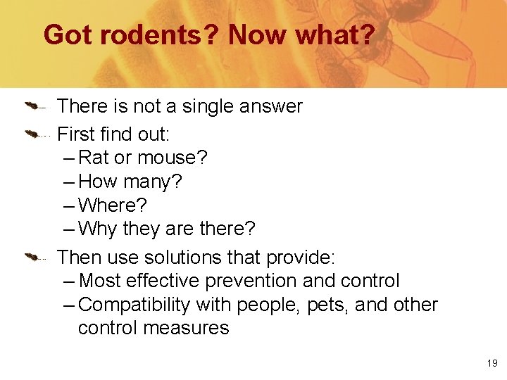 Got rodents? Now what? There is not a single answer First find out: –