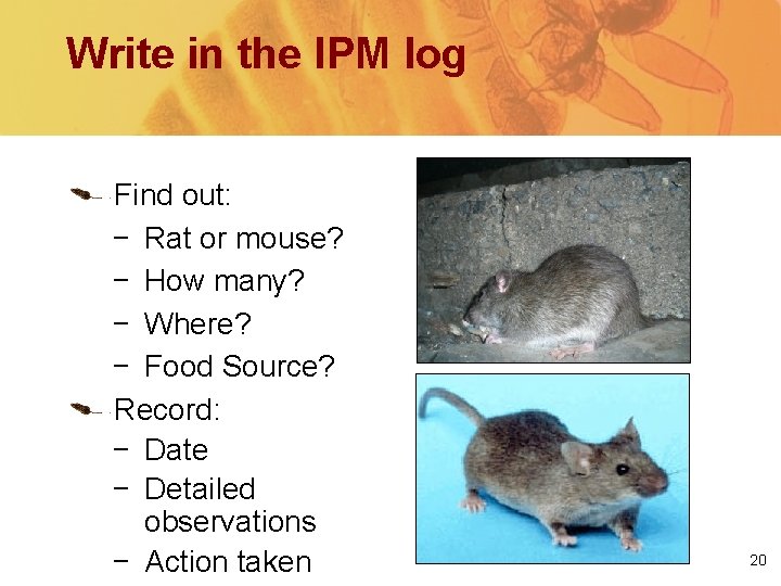 Write in the IPM log Find out: − Rat or mouse? − How many?