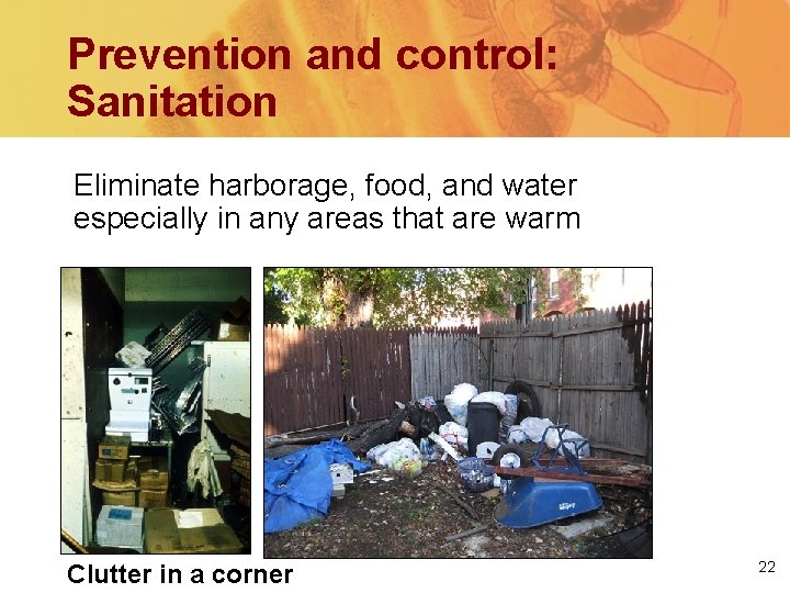Prevention and control: Sanitation Eliminate harborage, food, and water especially in any areas that