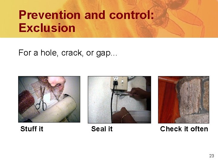 Prevention and control: Exclusion For a hole, crack, or gap… Stuff it Seal it