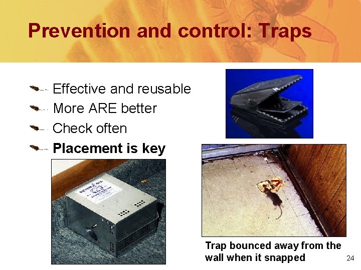 Prevention and control: Traps Effective and reusable More ARE better Check often Placement is