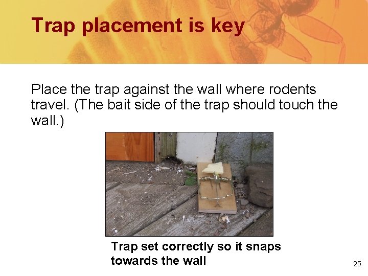 Trap placement is key Place the trap against the wall where rodents travel. (The