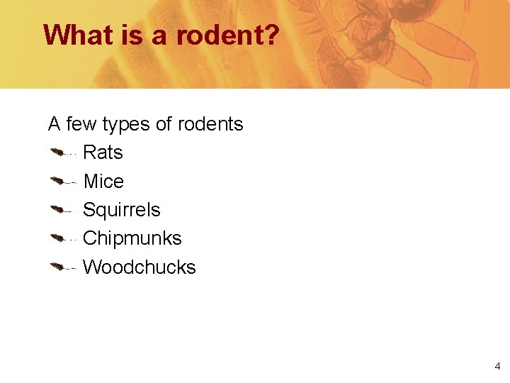 What is a rodent? A few types of rodents Rats Mice Squirrels Chipmunks Woodchucks