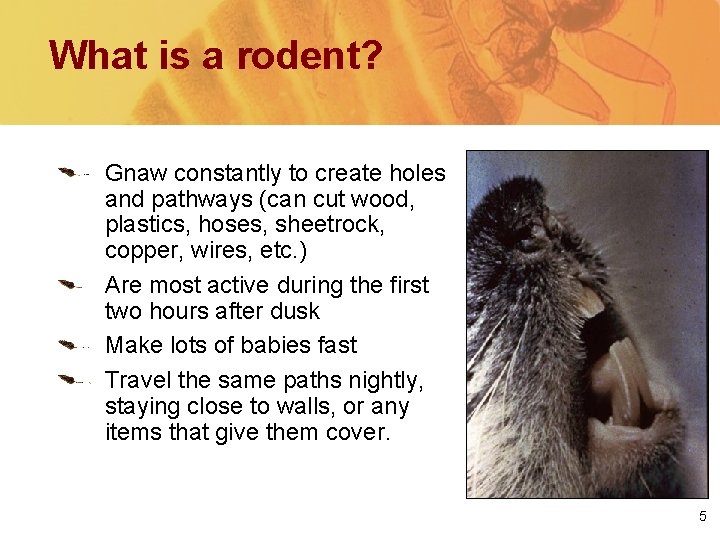 What is a rodent? Gnaw constantly to create holes and pathways (can cut wood,
