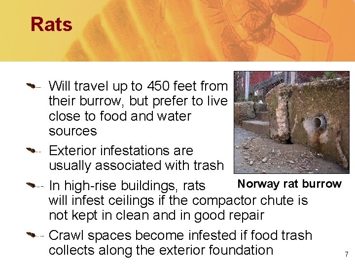 Rats Will travel up to 450 feet from their burrow, but prefer to live