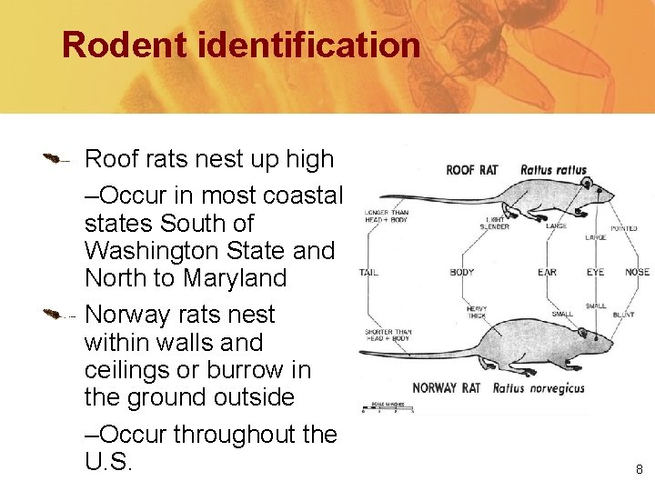Rodent identification Roof rats nest up high –Occur in most coastal states South of