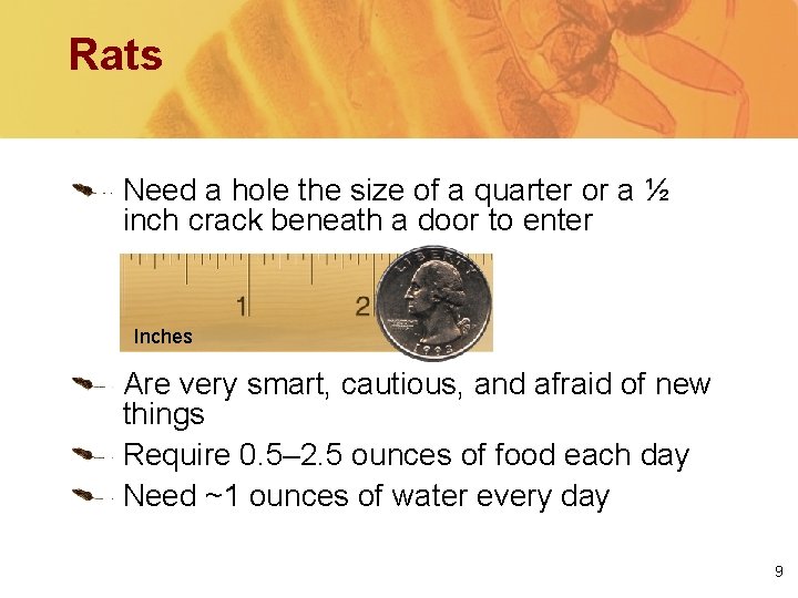 Rats Need a hole the size of a quarter or a ½ inch crack